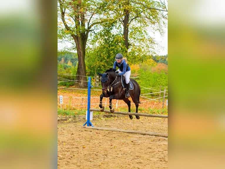 Cavallo sportivo irlandese Castrone 17 Anni 163 cm Baio scuro in Lubin