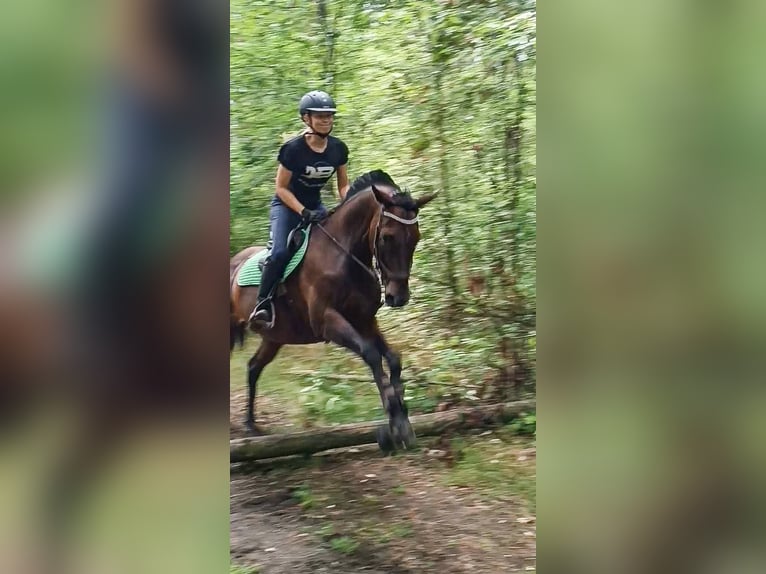 Cavallo sportivo irlandese Castrone 17 Anni 163 cm Baio scuro in Lubin