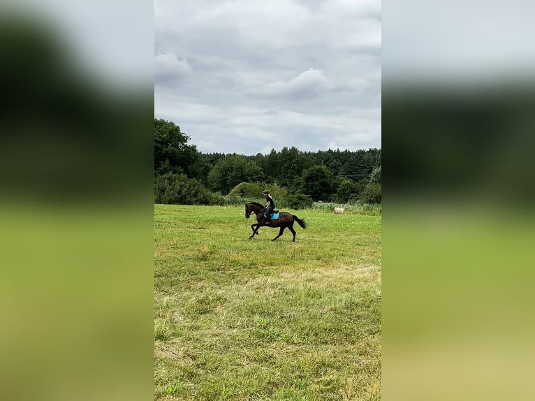 Cavallo sportivo irlandese Castrone 17 Anni 163 cm Baio scuro in Lubin