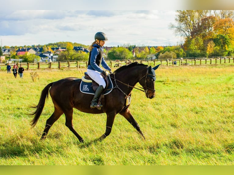 Cavallo sportivo irlandese Castrone 17 Anni 163 cm Baio scuro in Lubin