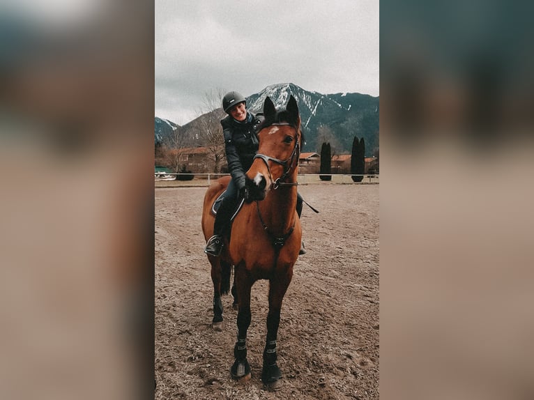 Cavallo sportivo irlandese Castrone 17 Anni 165 cm Baio in Niederseeon