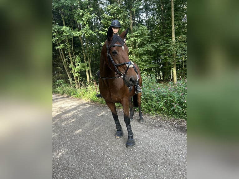 Cavallo sportivo irlandese Castrone 17 Anni 165 cm Baio in Niederseeon