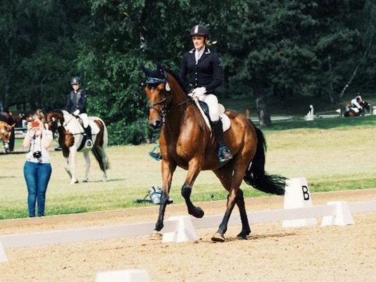 Cavallo sportivo irlandese Castrone 17 Anni 165 cm Baio in Niederseeon