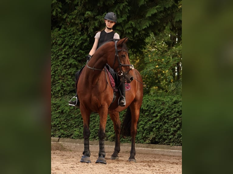Cavallo sportivo irlandese Castrone 17 Anni 165 cm Baio in Niederseeon