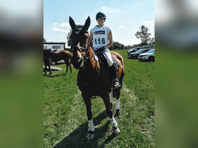 Cavallo sportivo irlandese Castrone 17 Anni 165 cm Baio in Niederseeon
