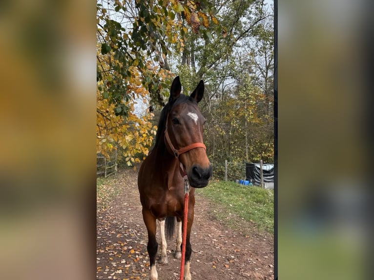 Cavallo sportivo irlandese Castrone 18 Anni 158 cm Baio in Völklingen