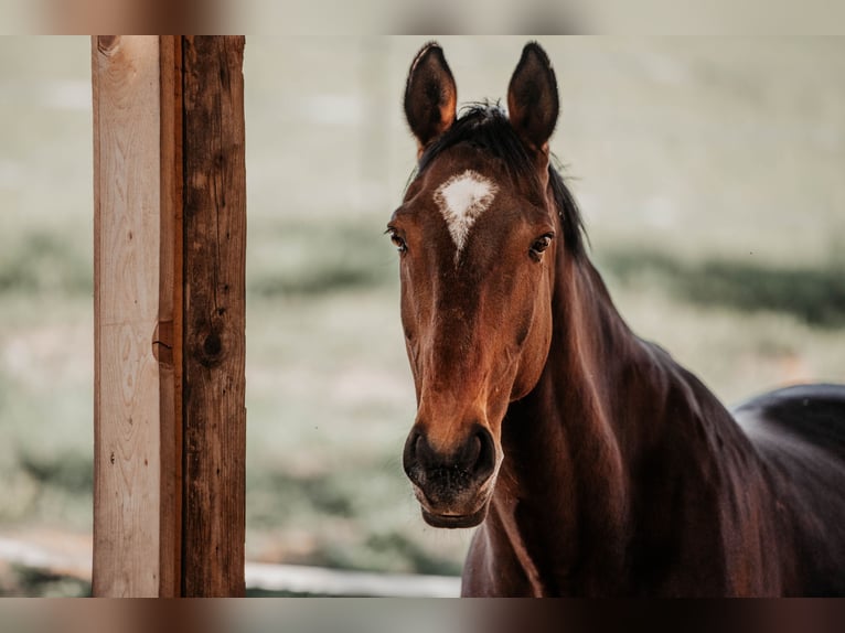 Cavallo sportivo irlandese Castrone 18 Anni 169 cm Baio scuro in Launsdorf