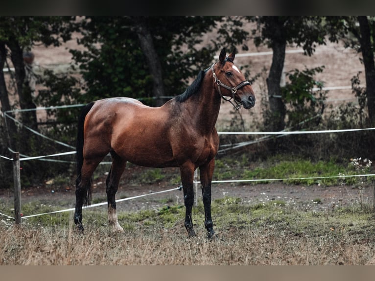 Cavallo sportivo irlandese Castrone 18 Anni 169 cm Baio scuro in Launsdorf