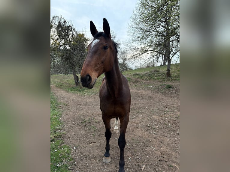 Cavallo sportivo irlandese Castrone 18 Anni 169 cm Baio scuro in Launsdorf