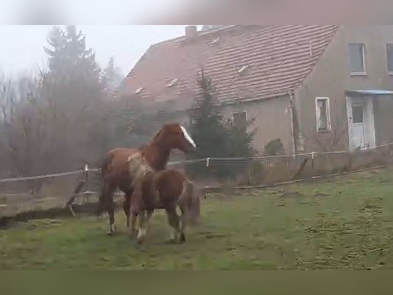 Cavallo sportivo irlandese Castrone 18 Anni Sauro in Techentin