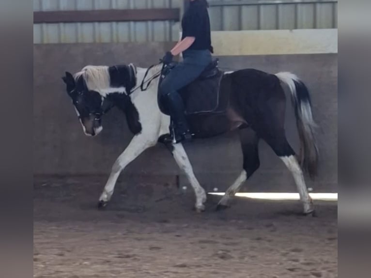 Cavallo sportivo irlandese Castrone 20 Anni 152 cm Pezzato in Lingen