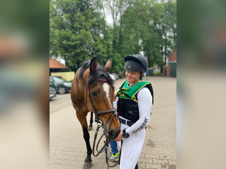 Cavallo sportivo irlandese Castrone 20 Anni 170 cm Baio in Darmstadt
