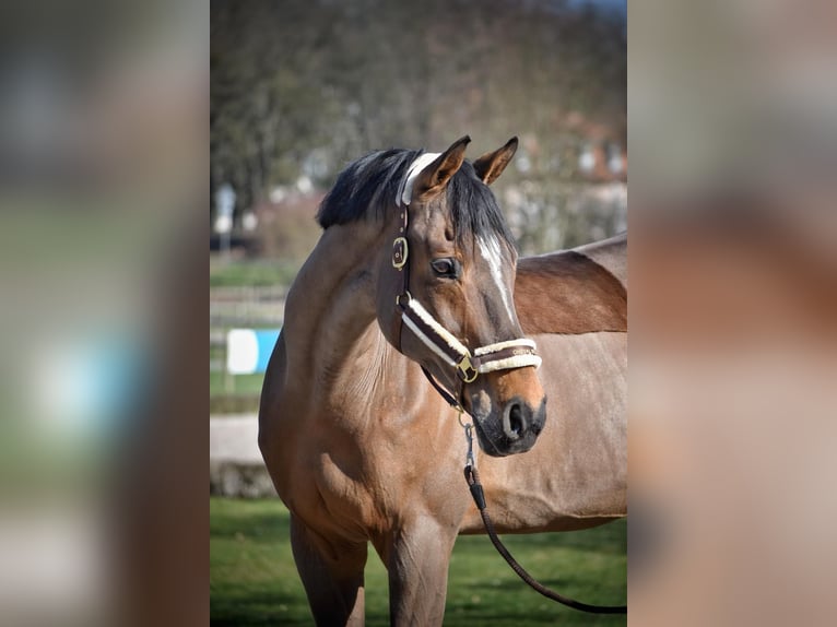 Cavallo sportivo irlandese Castrone 20 Anni 170 cm Baio in Darmstadt