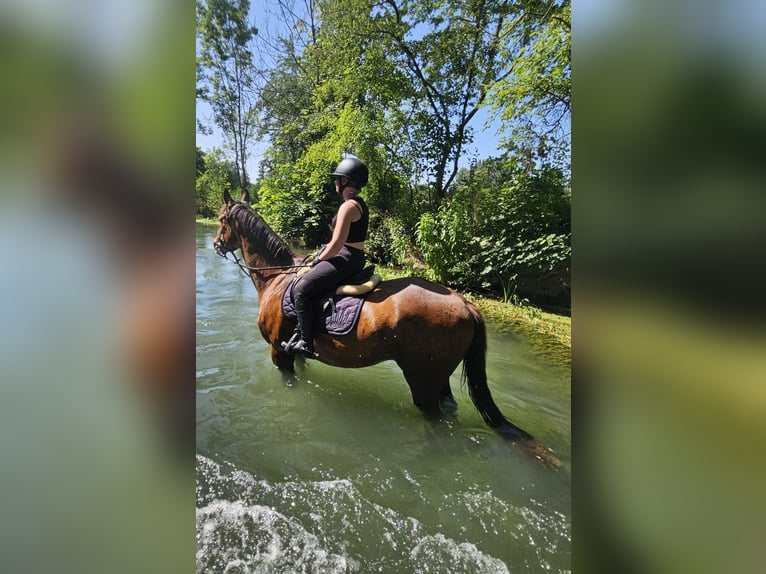 Cavallo sportivo irlandese Castrone 20 Anni 174 cm Baio in Bad Tennstedt