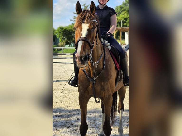 Cavallo sportivo irlandese Castrone 20 Anni 174 cm Baio in Bad Tennstedt