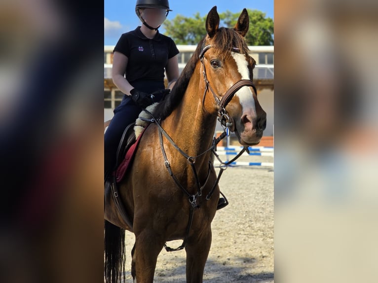 Cavallo sportivo irlandese Castrone 20 Anni 174 cm Baio in Bad Tennstedt