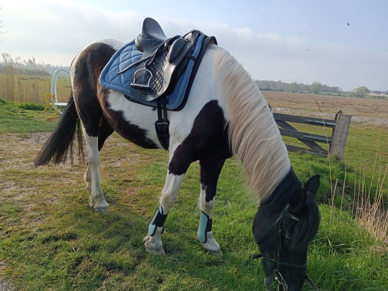 Cavallo sportivo irlandese Castrone 21 Anni 150 cm in Darmstadt