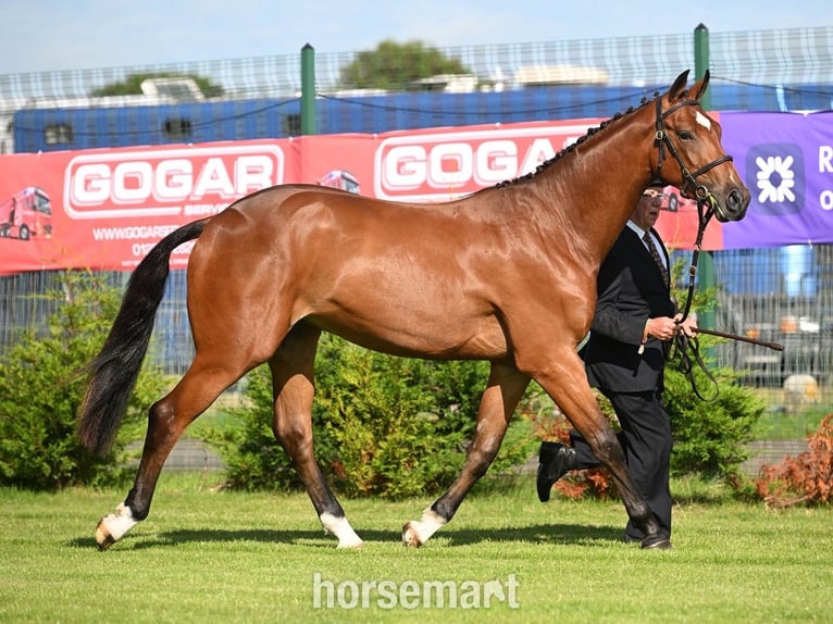 Cavallo sportivo irlandese Castrone 2 Anni 163 cm Baio in Downpatrick Cavallo sportivo irlandese Castrone 2 Anni 163 cm Baio in Downpatrick