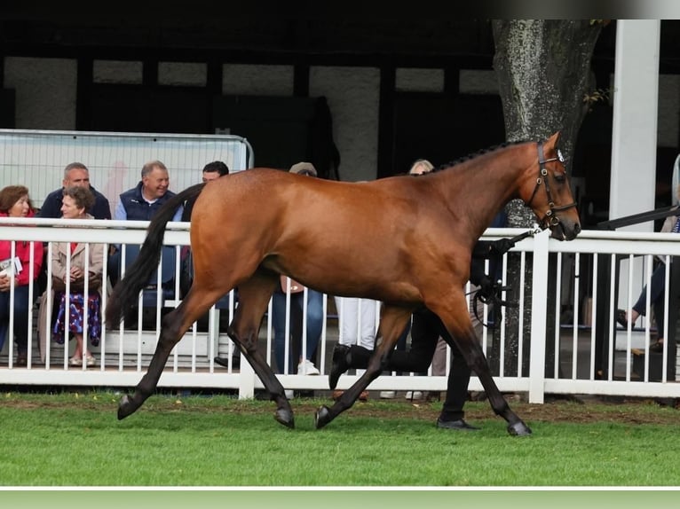 Cavallo sportivo irlandese Castrone 2 Anni 165 cm Baio ciliegia in Cork