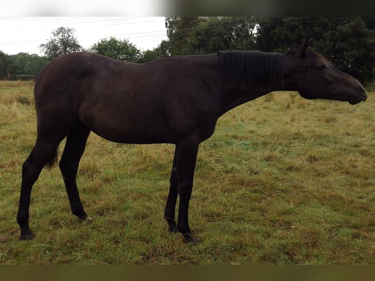 Cavallo sportivo irlandese Castrone 2 Anni 175 cm Grigio in Lincoln