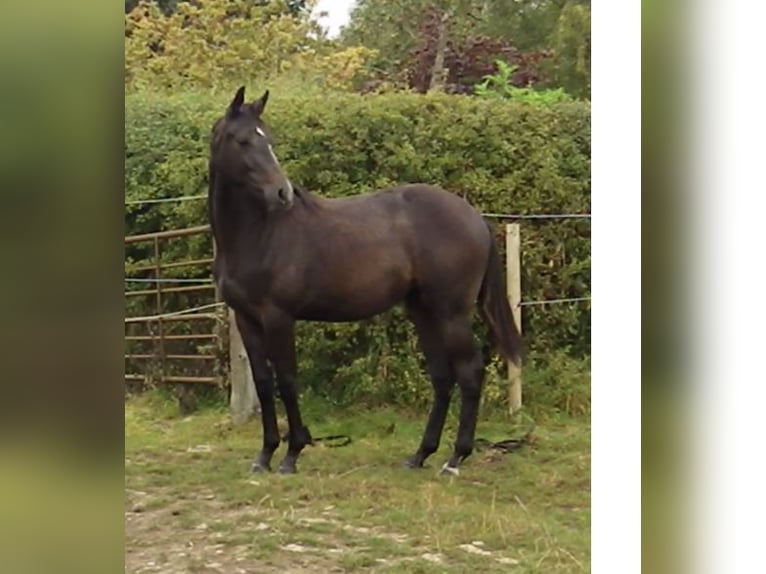 Cavallo sportivo irlandese Castrone 2 Anni 175 cm Grigio in Lincoln