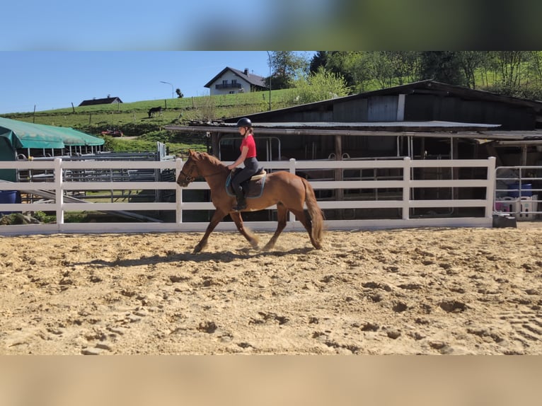 Cavallo sportivo irlandese Castrone 3 Anni 151 cm Sauro in Morsbach