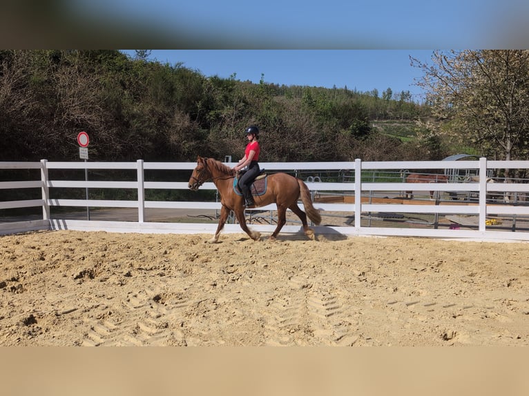 Cavallo sportivo irlandese Castrone 3 Anni 151 cm Sauro in Morsbach