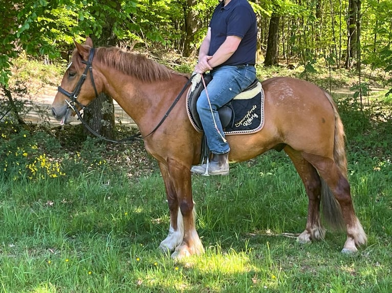 Cavallo sportivo irlandese Castrone 3 Anni 151 cm Sauro in Morsbach