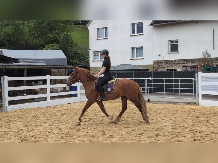 Cavallo sportivo irlandese Castrone 3 Anni 151 cm Sauro in Morsbach