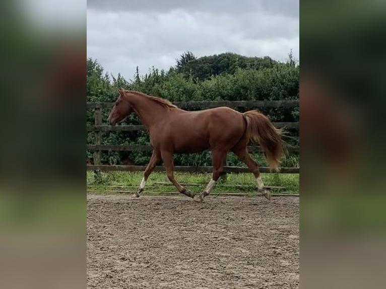 Cavallo sportivo irlandese Castrone 3 Anni 158 cm Sauro scuro in Mayo