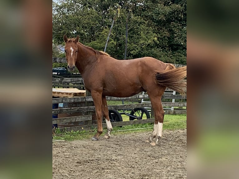 Cavallo sportivo irlandese Castrone 3 Anni 158 cm Sauro scuro in Mayo