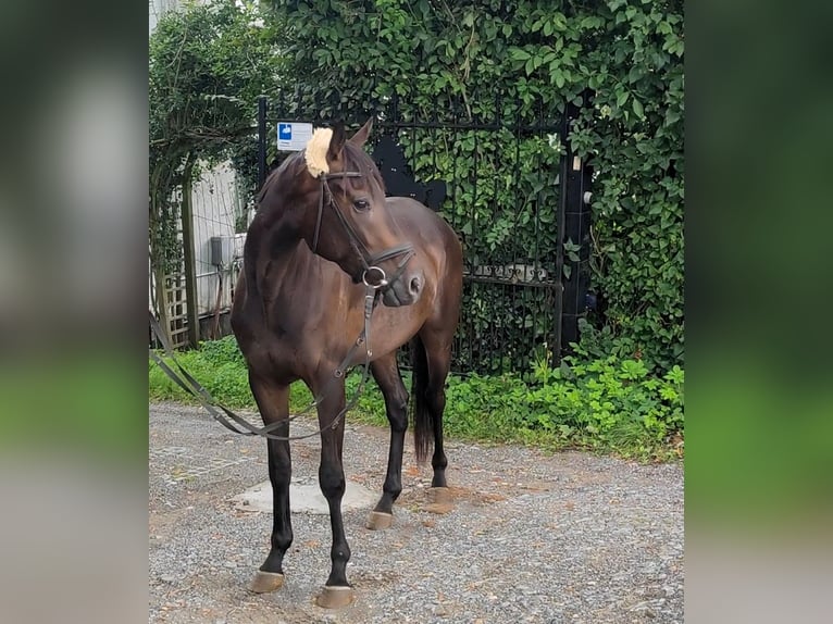 Cavallo sportivo irlandese Castrone 3 Anni 159 cm Baio nero in Lage
