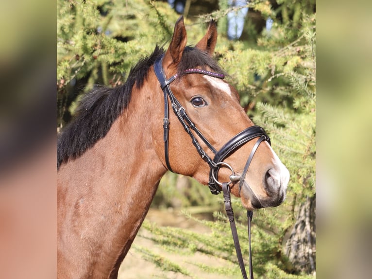 Cavallo sportivo irlandese Mix Castrone 3 Anni 160 cm Baio in uelsen