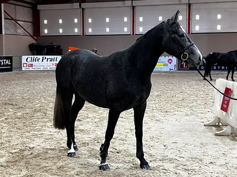 Cavallo sportivo irlandese Castrone 3 Anni 163 cm Grigio in Galway