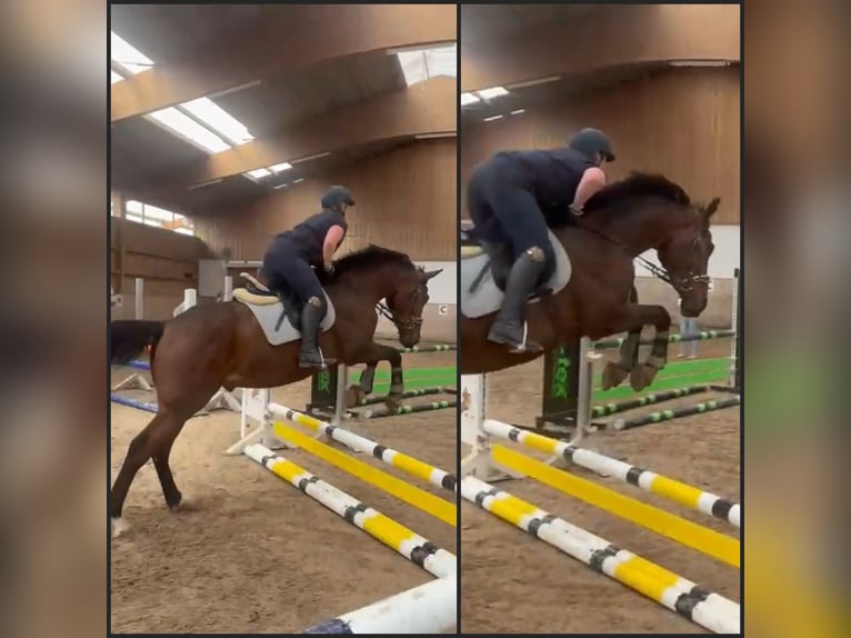 Cavallo sportivo irlandese Castrone 3 Anni 164 cm Baio in Leonberg