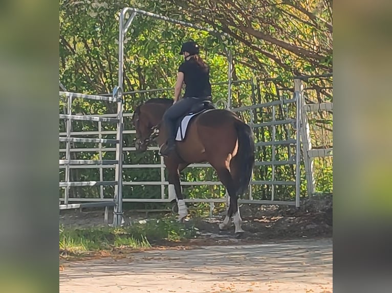 Cavallo sportivo irlandese Castrone 3 Anni 165 cm Baio in Blomberg