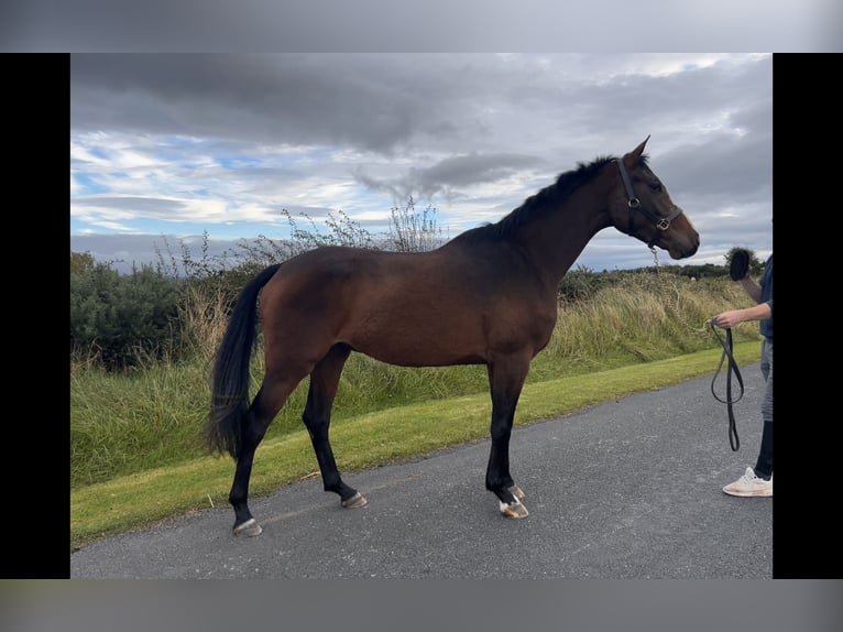 Cavallo sportivo irlandese Castrone 3 Anni 168 cm Baio ciliegia in sligo