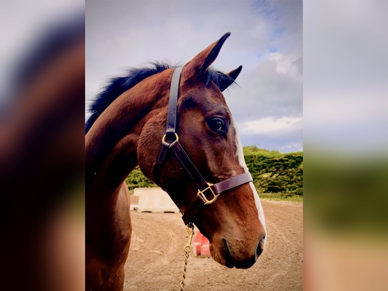 Cavallo sportivo irlandese Castrone 3 Anni 168 cm Baio ciliegia in sligo