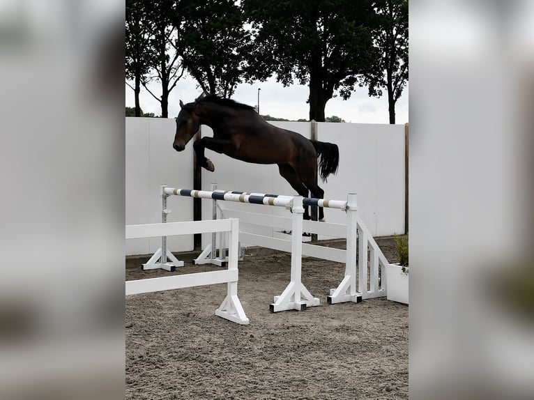 Cavallo sportivo irlandese Castrone 3 Anni 168 cm Baio ciliegia in Lendava/Lendva