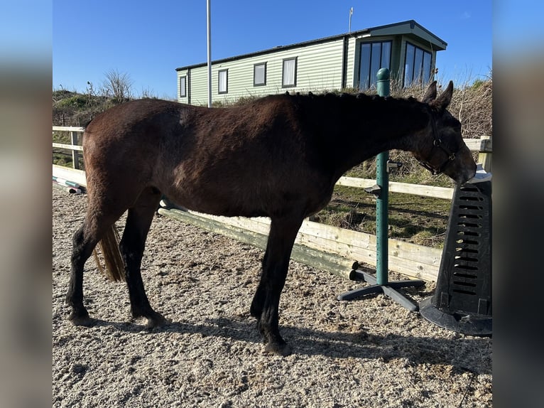 Cavallo sportivo irlandese Castrone 3 Anni 168 cm Grigio rossastro in Pembrokeshire