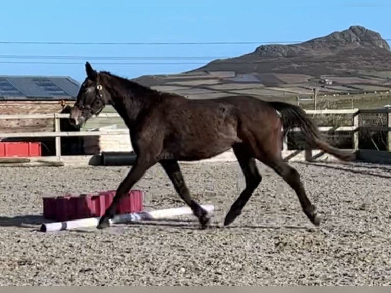 Cavallo sportivo irlandese Castrone 3 Anni 168 cm Grigio rossastro in Pembrokeshire