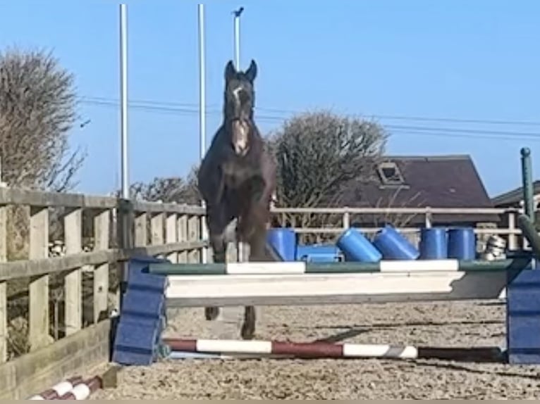 Cavallo sportivo irlandese Castrone 3 Anni 168 cm Grigio rossastro in Pembrokeshire