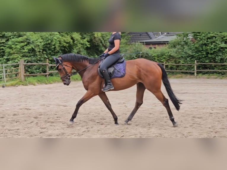 Cavallo sportivo irlandese Castrone 3 Anni 169 cm Baio in Nettetal