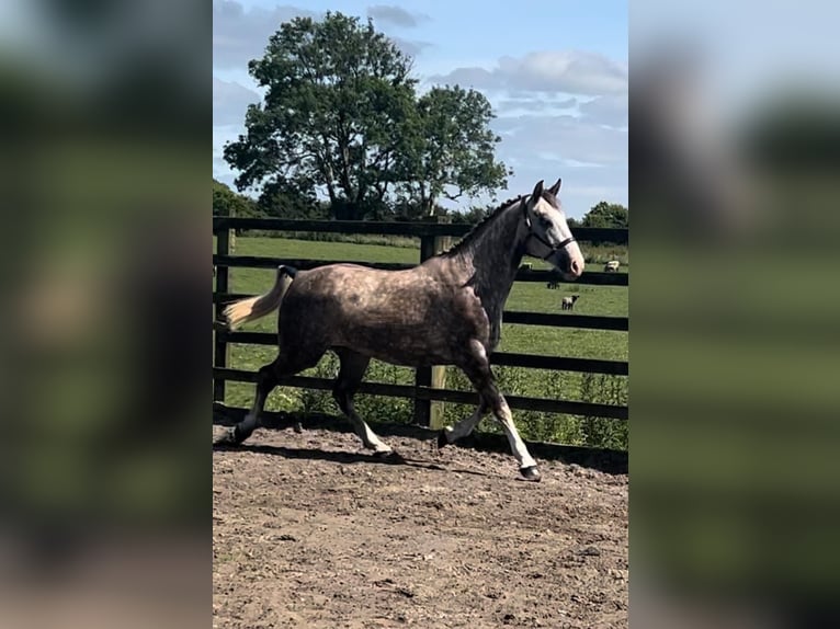 Cavallo sportivo irlandese Castrone 3 Anni 170 cm Grigio in Galway