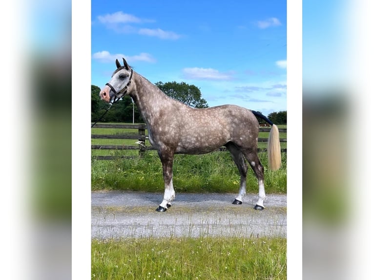 Cavallo sportivo irlandese Castrone 3 Anni 170 cm Grigio in Galway