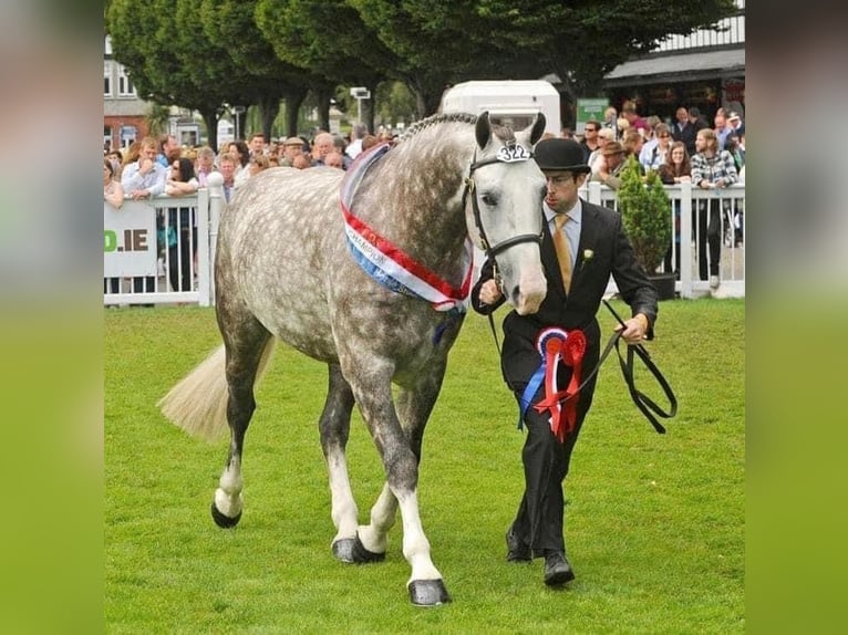 Cavallo sportivo irlandese Castrone 3 Anni 170 cm Grigio in Galway