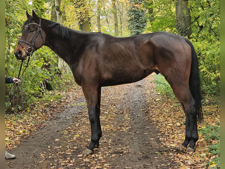 Cavallo sportivo irlandese Castrone 3 Anni 172 cm Baio nero in Nettetal