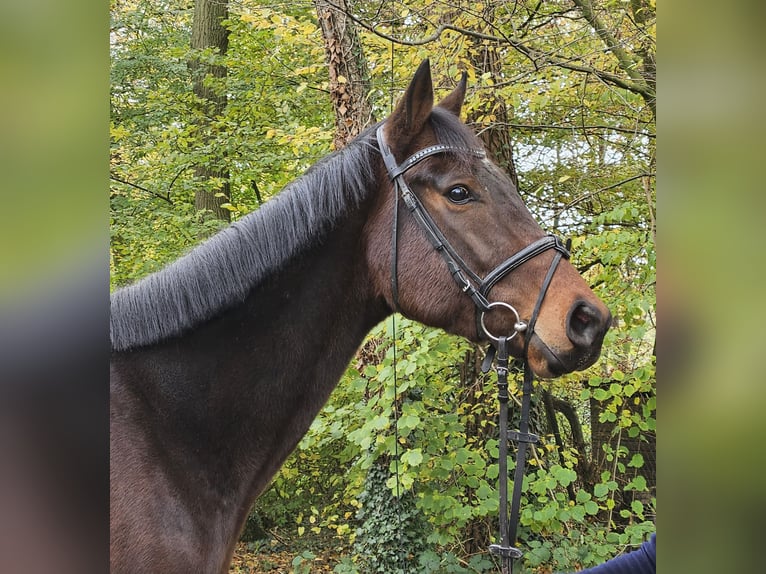 Cavallo sportivo irlandese Castrone 3 Anni 172 cm Baio nero in Nettetal