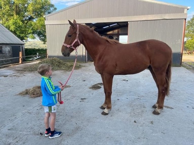 Cavallo sportivo irlandese Castrone 3 Anni Sauro in Castleisland