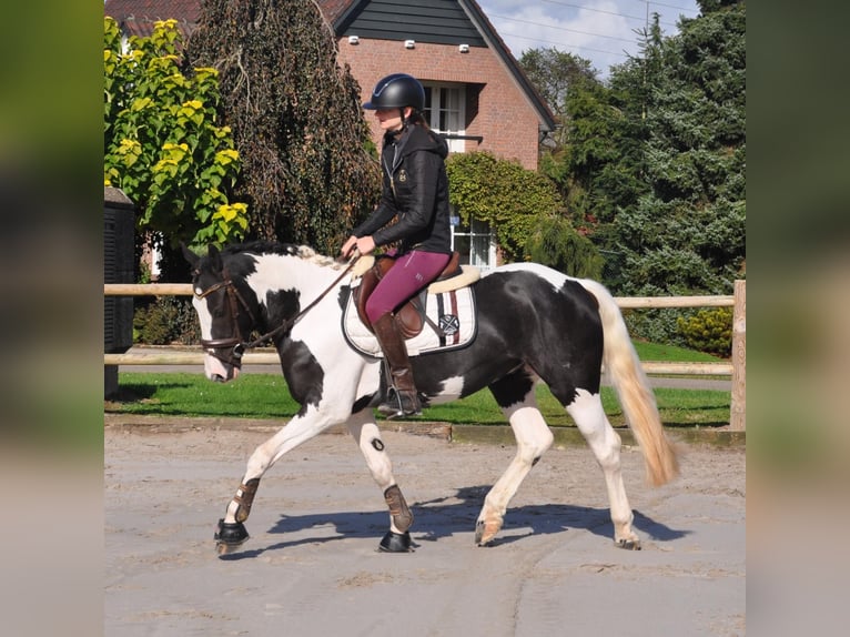 Cavallo sportivo irlandese Castrone 4 Anni 146 cm Pezzato in Venlo